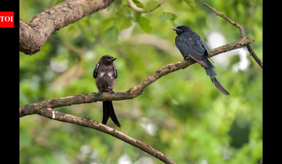 In 1935, black drongos were introduced on Rota to control crop pests; decades later the aggressive birds spread to Guam and became a threat to native birds
