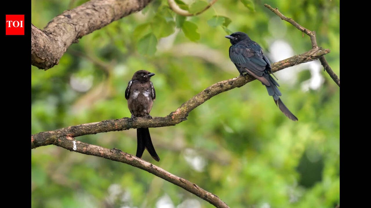 In 1935, black drongos were introduced on Rota to control crop pests; decades later the aggressive birds spread to Guam and became a threat to native birds
