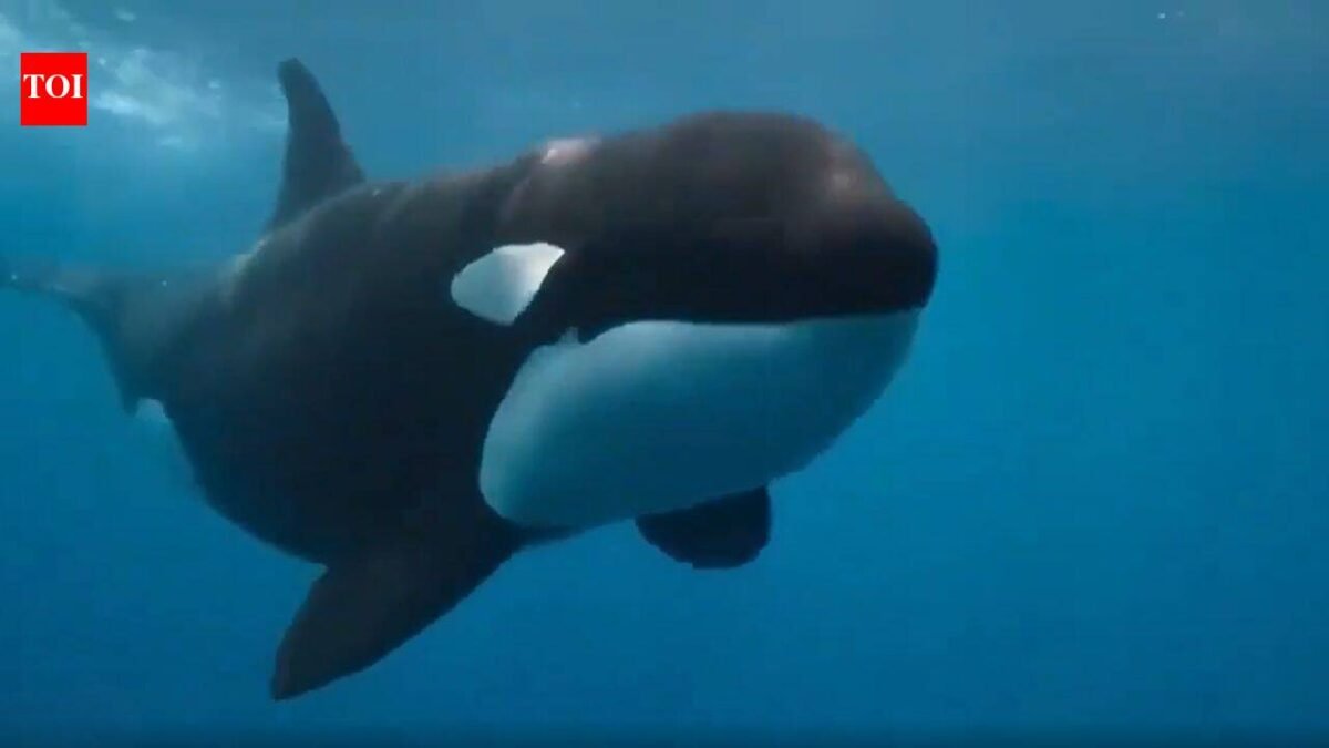 A rare orca known as “La Abuela” was found with wounds consistent with shotgun pellets; the suspected attack could threaten an entire Iberian population of fewer than 40 whales