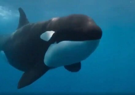 A rare orca known as “La Abuela” was found with wounds consistent with shotgun pellets; the suspected attack could threaten an entire Iberian population of fewer than 40 whales