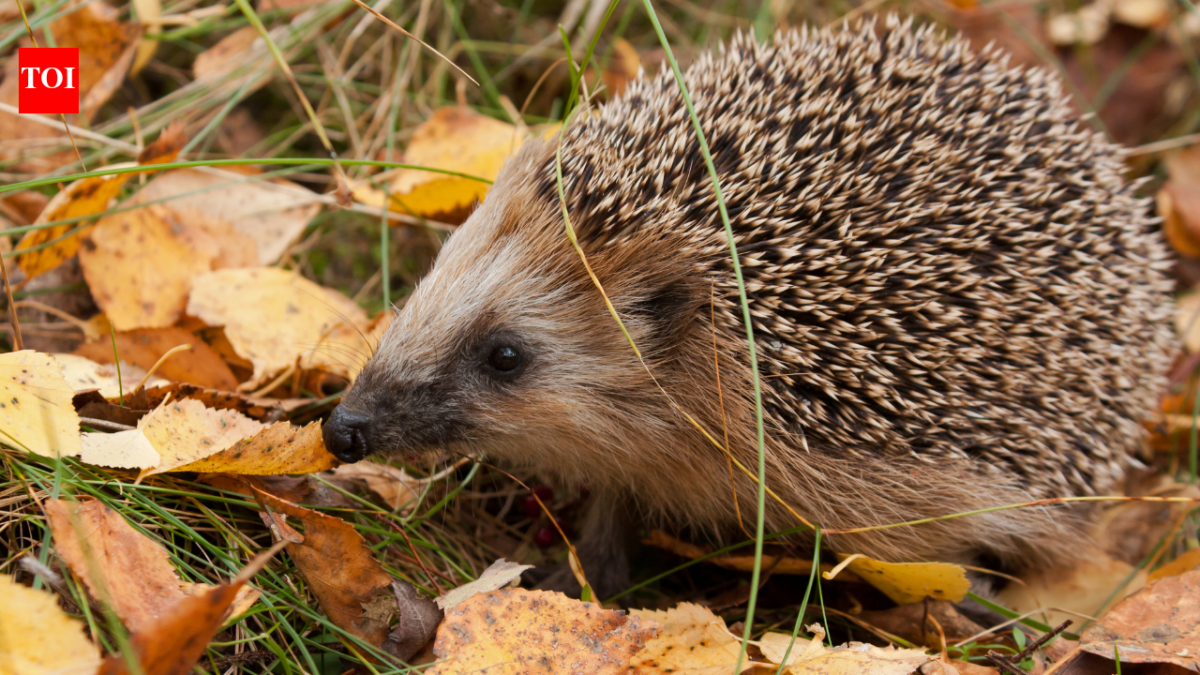 In 1885, New Zealand released European hedgehogs as garden pest killers; 140 years later, DOC calls them a major threat to native wildlife and one can empty an endangered tern colony of nesting birds
