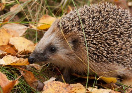 In 1885, New Zealand released European hedgehogs as garden pest killers; 140 years later, DOC calls them a major threat to native wildlife and one can empty an endangered tern colony of nesting birds