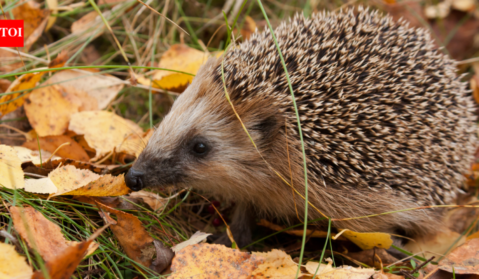 In 1885, New Zealand released European hedgehogs as garden pest killers; 140 years later, DOC calls them a major threat to native wildlife and one can empty an endangered tern colony of nesting birds