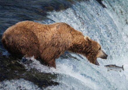Alaska's live bearcam has become a summer hit: 7.3 million views in six weeks as brown bears gather at Brooks Falls to catch salmon