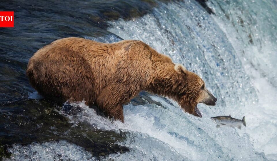 Alaska's live bearcam has become a summer hit: 7.3 million views in six weeks as brown bears gather at Brooks Falls to catch salmon