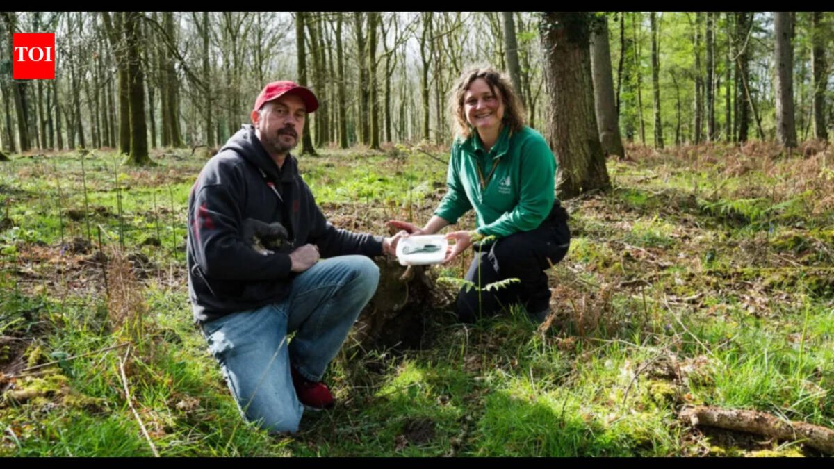 Man walking his dog discovers a 3,400-year-old Bronze Age axe in an English forest