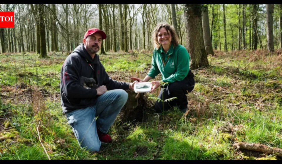 Man walking his dog discovers a 3,400-year-old Bronze Age axe in an English forest