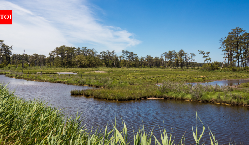 In 2015, a storm flooded and destroyed a Virginia wildlife refuge beach parking lot; now officials are moving it 2.5 miles north so dunes and saltmarsh can reclaim the old site