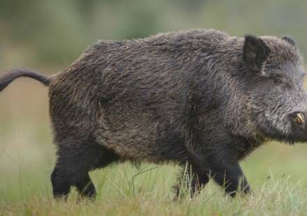 European wild boars escaped a North Carolina hunting ranch in 1912; a century later the Smokies still removes hundreds each year to limit their damage
