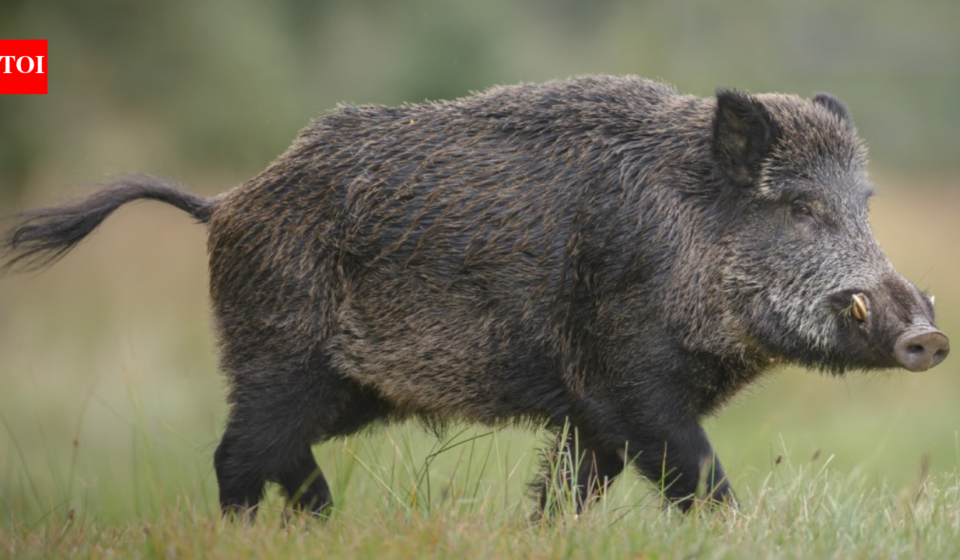 European wild boars escaped a North Carolina hunting ranch in 1912; a century later the Smokies still removes hundreds each year to limit their damage