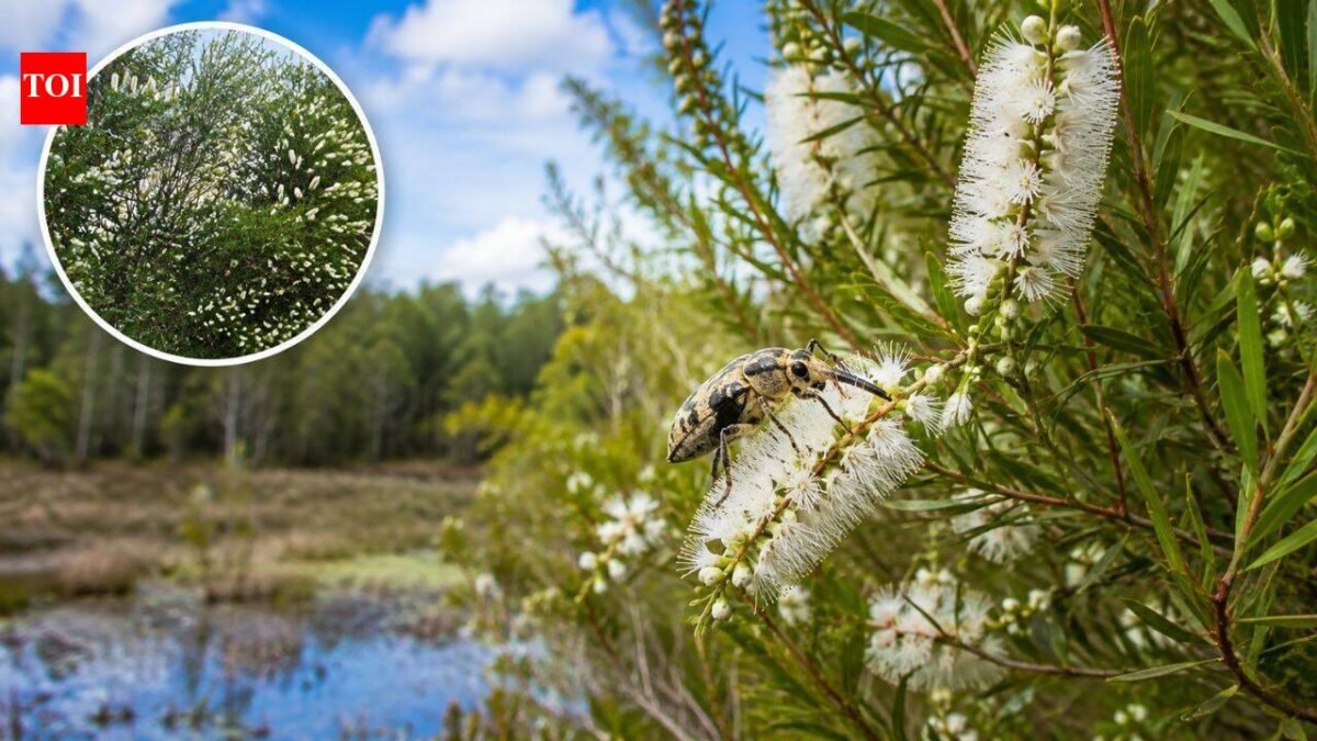 In 1997, Florida released Australian insects to fight an invasive tree. Nearly three decades later, its invaded range has fallen by about 75%