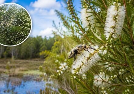 In 1997, Florida released Australian insects to fight an invasive tree. Nearly three decades later, its invaded range has fallen by about 75%