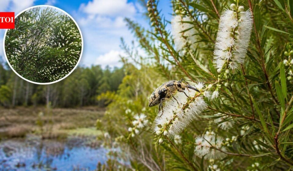 In 1997, Florida released Australian insects to fight an invasive tree. Nearly three decades later, its invaded range has fallen by about 75%