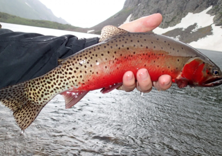 In 2002, New Mexico began one of America’s largest native-fish restoration projects; more than two decades later Rio Grande cutthroat trout had returned to 120 miles of streams