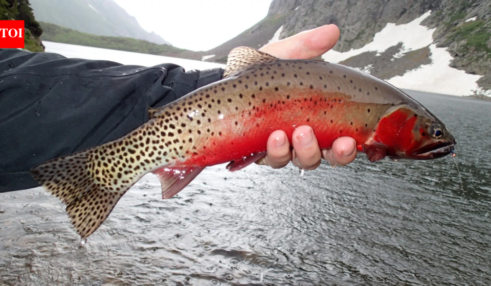 In 2002, New Mexico began one of America’s largest native-fish restoration projects; more than two decades later Rio Grande cutthroat trout had returned to 120 miles of streams