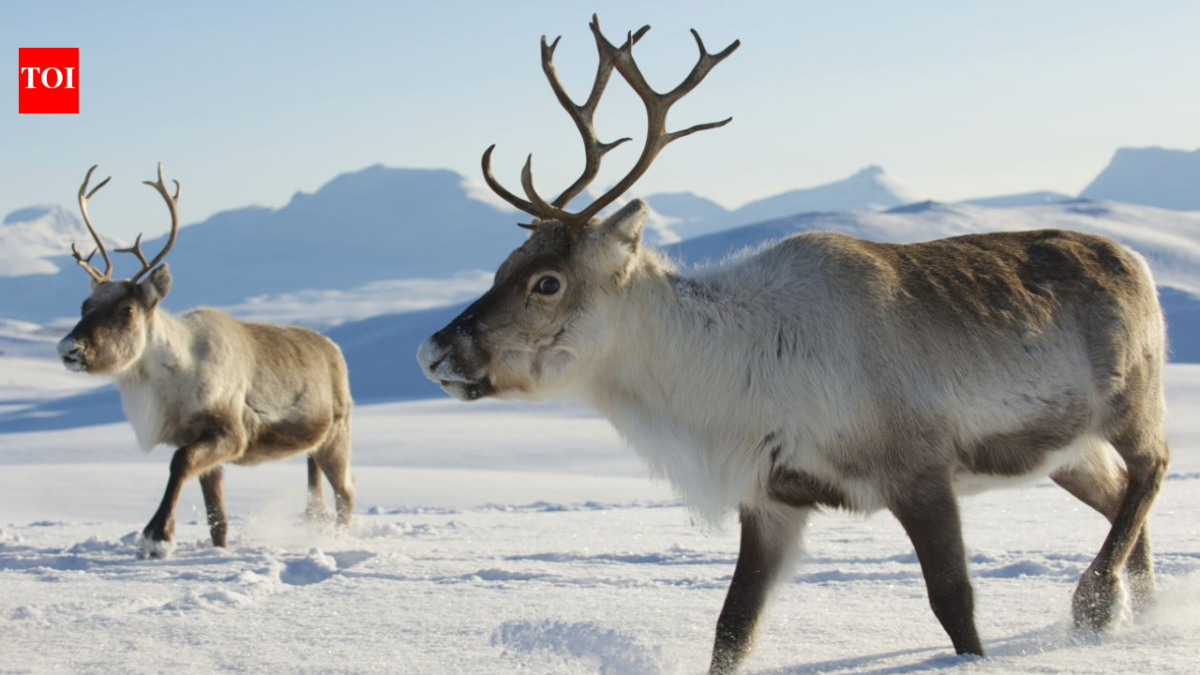 In 1911, Norwegian whalers released 10 reindeer on South Georgia for food and hunting; a century later nearly 7,000 were removed after the herds damaged native vegetation