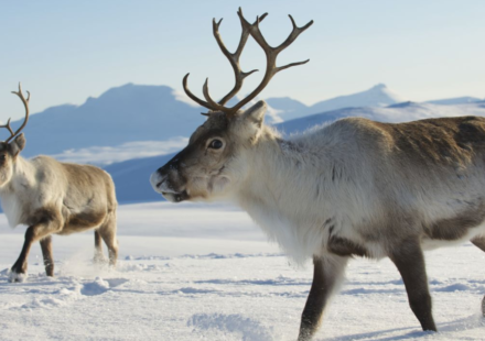 In 1911, Norwegian whalers released 10 reindeer on South Georgia for food and hunting; a century later nearly 7,000 were removed after the herds damaged native vegetation