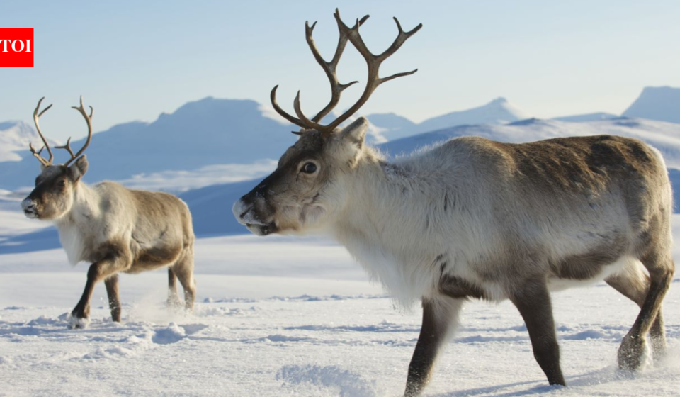 In 1911, Norwegian whalers released 10 reindeer on South Georgia for food and hunting; a century later nearly 7,000 were removed after the herds damaged native vegetation