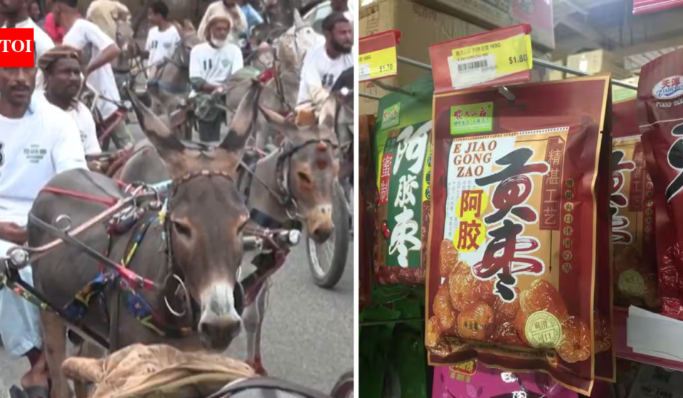Why Pakistan’s donkeys are becoming valuable in China: What is driving a surprising demand for the humble animal