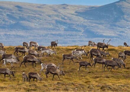 In 1944, 29 reindeer were left on a remote island in Alaska, decades later, they had eaten themselves into extinction