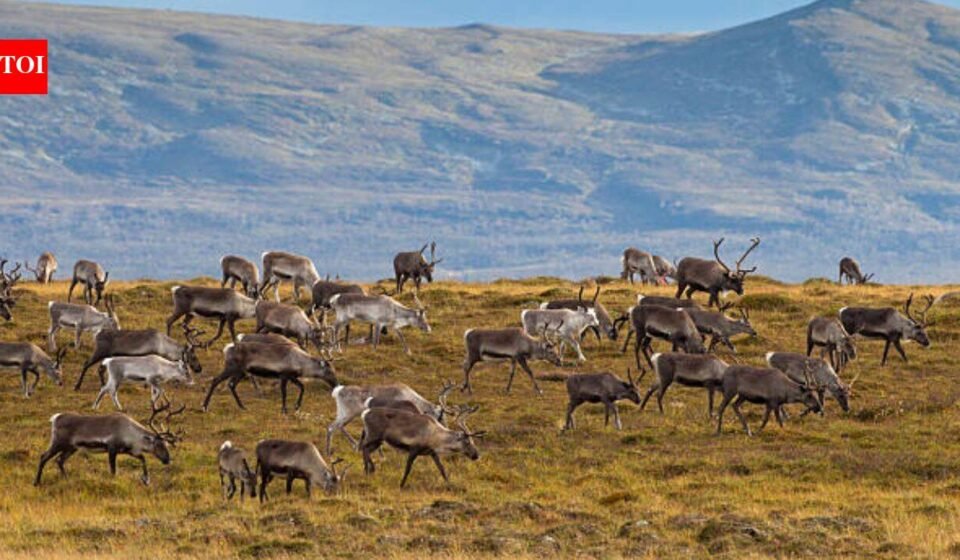 In 1944, 29 reindeer were left on a remote island in Alaska, decades later, they had eaten themselves into extinction