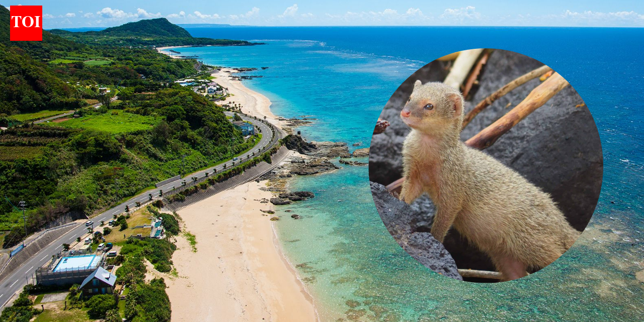 In 1979, about 30 mongooses were released on Japan’s Amami Oshima to control habu snakes; their population later grew to roughly 10,000 and threatened rare wildlife, but after decades of trapping Japan declared them eradicated in 2024