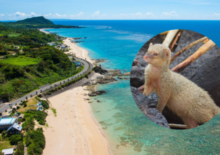 In 1979, about 30 mongooses were released on Japan’s Amami Oshima to control habu snakes; their population later grew to roughly 10,000 and threatened rare wildlife, but after decades of trapping Japan declared them eradicated in 2024