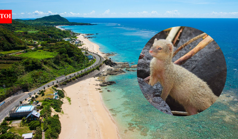 In 1979, about 30 mongooses were released on Japan’s Amami Oshima to control habu snakes; their population later grew to roughly 10,000 and threatened rare wildlife, but after decades of trapping Japan declared them eradicated in 2024