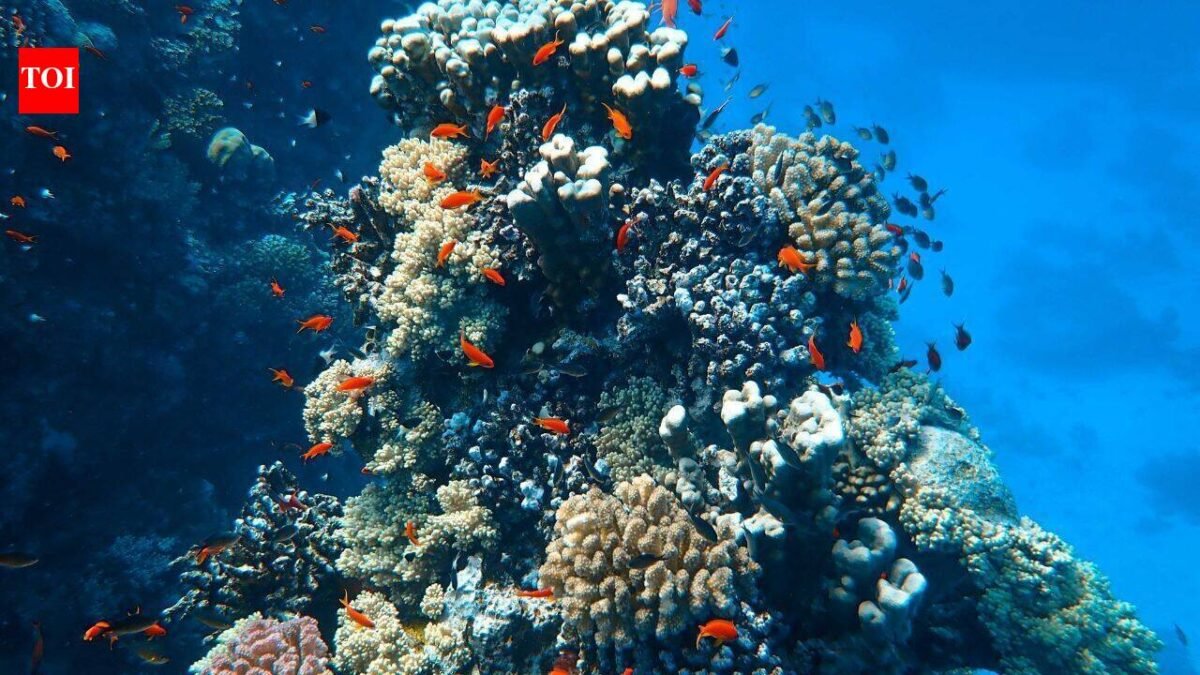 In 2025, Miami Beach sank 22 concrete cars 20 feet underwater; the surreal traffic jam was built to support 2,200 corals and marine life