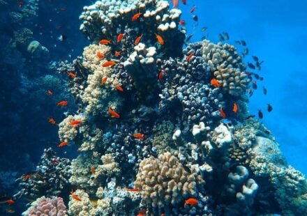 In 2025, Miami Beach sank 22 concrete cars 20 feet underwater; the surreal traffic jam was built to support 2,200 corals and marine life