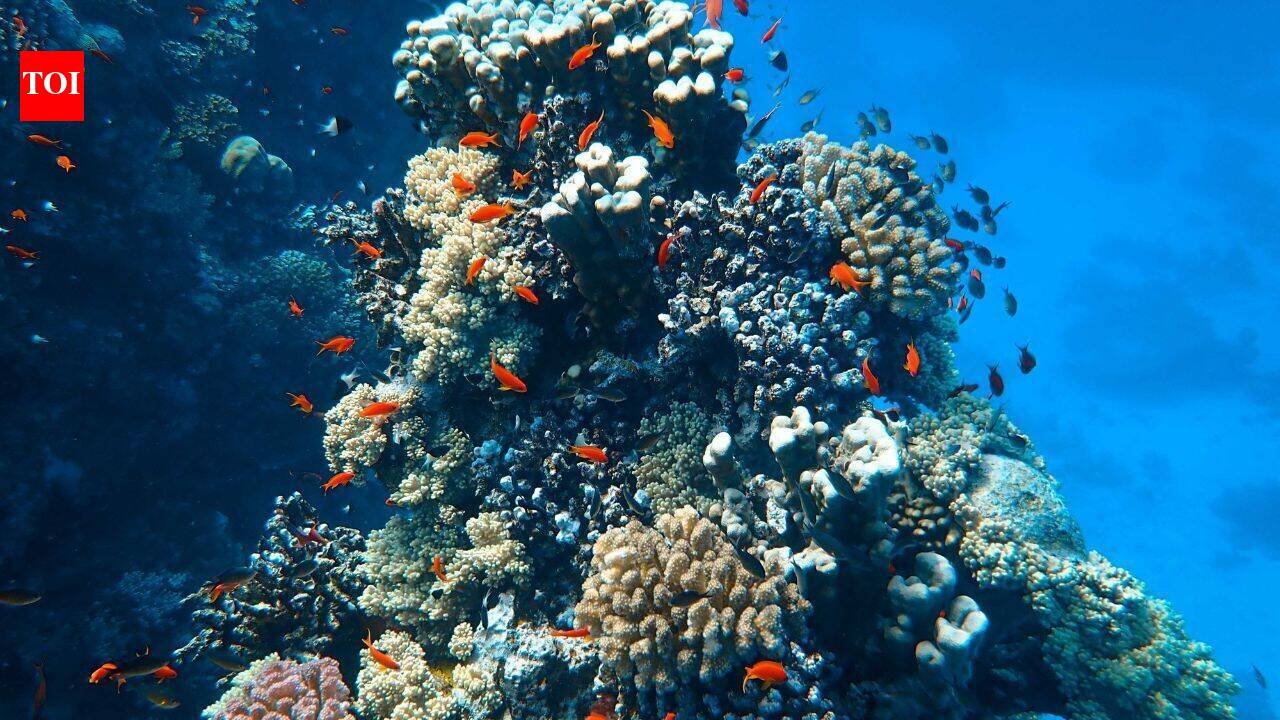 In 2025, Miami Beach sank 22 concrete cars 20 feet underwater; the surreal traffic jam was built to support 2,200 corals and marine life