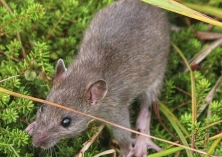 Alaska eradicated rats from a 6,869-acre Aleutian island more than two centuries after they arrived in a shipwreck; within two years some native bird populations had increased 200% or more and missing seabirds began returning