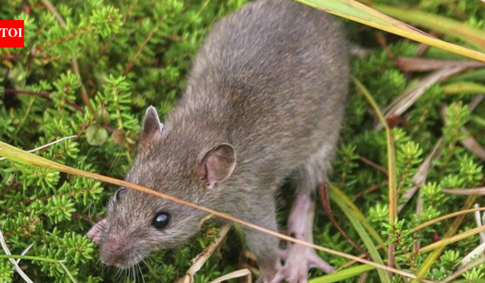 Alaska eradicated rats from a 6,869-acre Aleutian island more than two centuries after they arrived in a shipwreck; within two years some native bird populations had increased 200% or more and missing seabirds began returning
