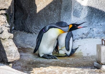 Meet the world’s highest-ranking penguin Sir Nils Olav III, set to become a father after partner lays egg; Edinburgh Zoo welcomes first king penguin egg in 17 years