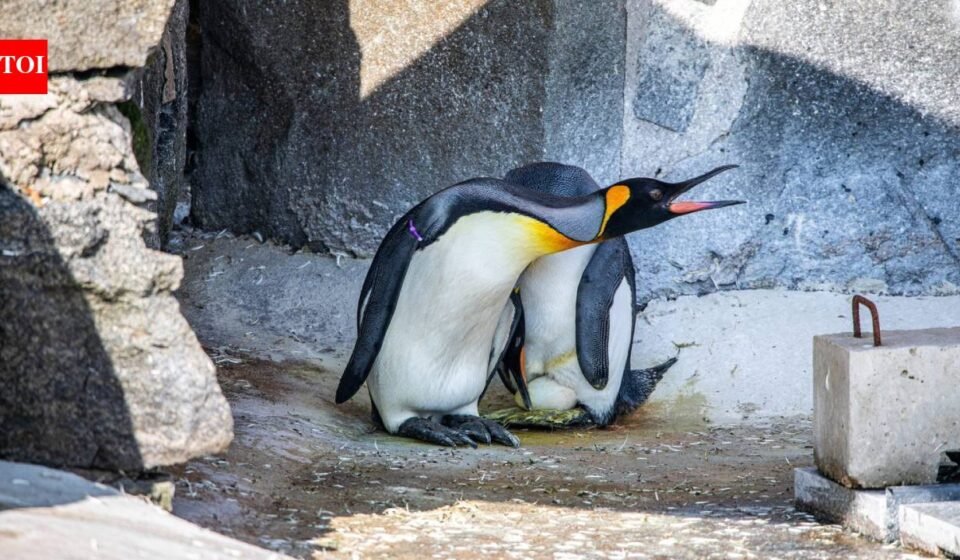 Meet the world’s highest-ranking penguin Sir Nils Olav III, set to become a father after partner lays egg; Edinburgh Zoo welcomes first king penguin egg in 17 years