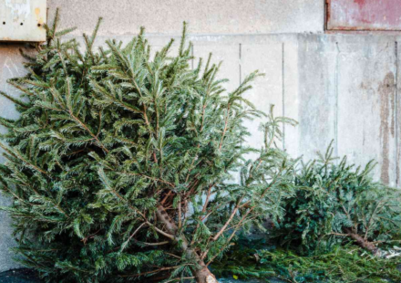 In 2021, Alabama students began placing discarded Christmas trees along Gulf Coast dunes to trap sand; each year about 200 students now add roughly 3,000 native plants around them