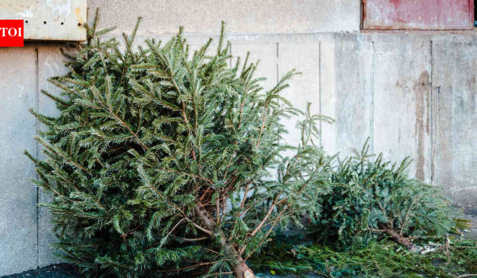 In 2021, Alabama students began placing discarded Christmas trees along Gulf Coast dunes to trap sand; each year about 200 students now add roughly 3,000 native plants around them