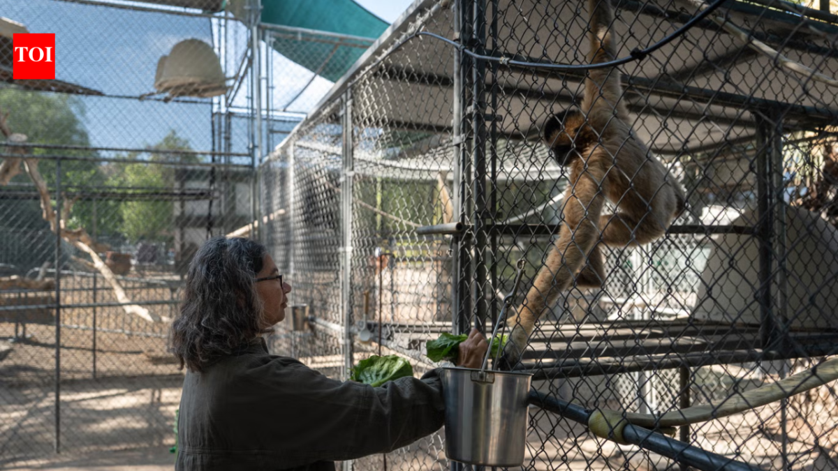 50 years ago, this California sanctuary began saving some of the world’s rarest gibbons, today, their morning songs are a remarkable story of survival
