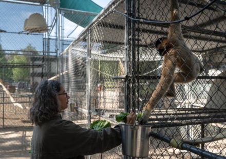 50 years ago, this California sanctuary began saving some of the world’s rarest gibbons, today, their morning songs are a remarkable story of survival