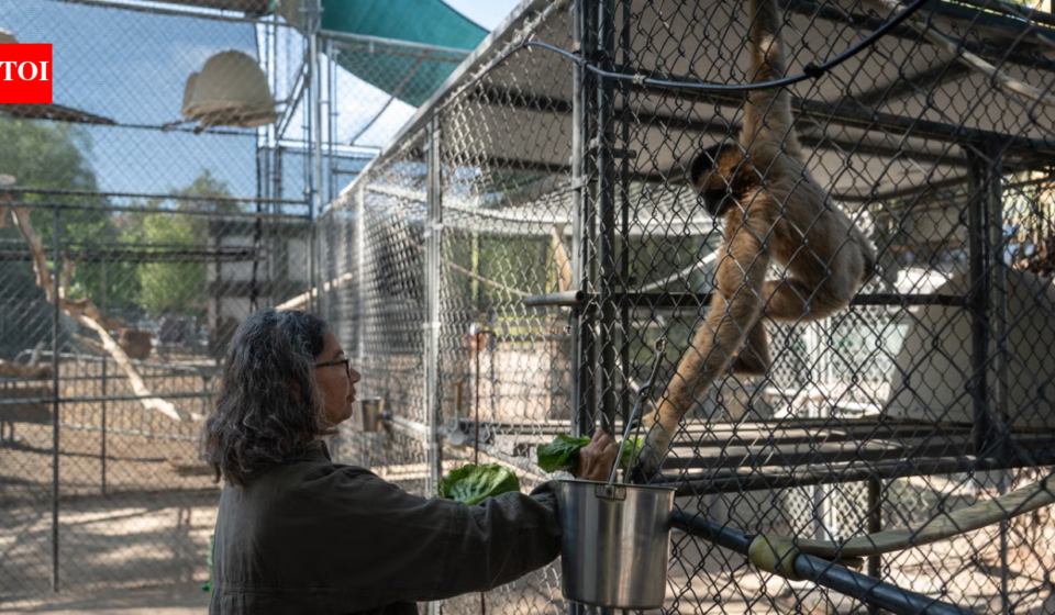 50 years ago, this California sanctuary began saving some of the world’s rarest gibbons, today, their morning songs are a remarkable story of survival
