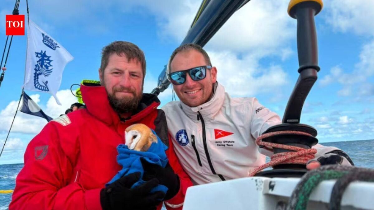 A tiny owl flew 70 miles out to sea and collapsed on a yacht, exhausted and too weak to fly, she found an unlikely group of rescuers who refused to leave her behind