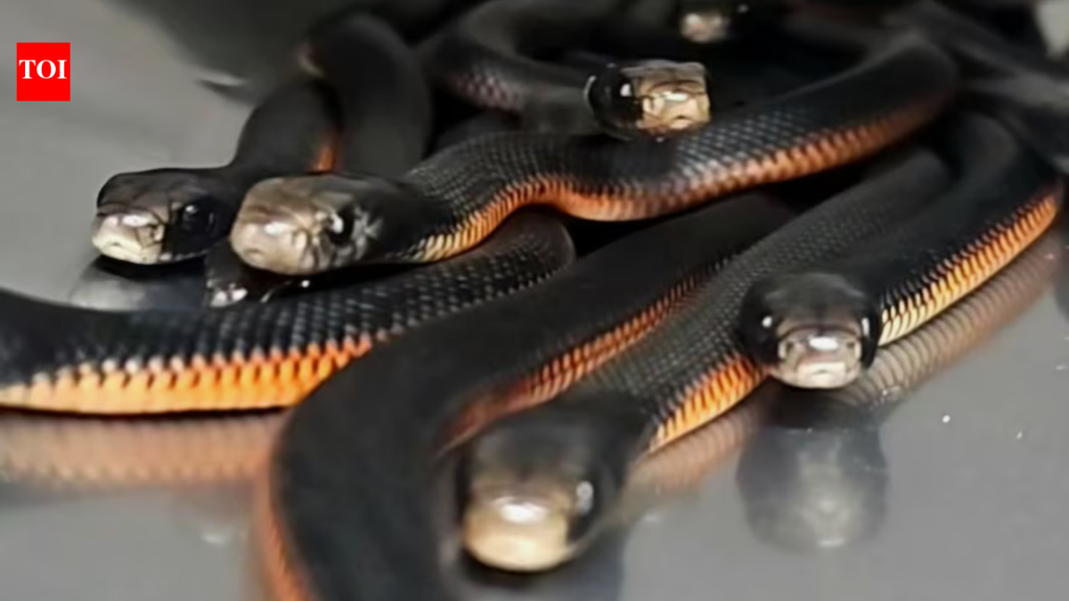 An Australian family noticed snakes disappearing into a backyard mulch pile; snake catchers found 102 venomous snakes underneath