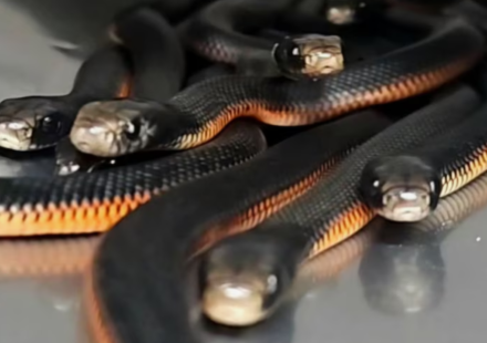 An Australian family noticed snakes disappearing into a backyard mulch pile; snake catchers found 102 venomous snakes underneath