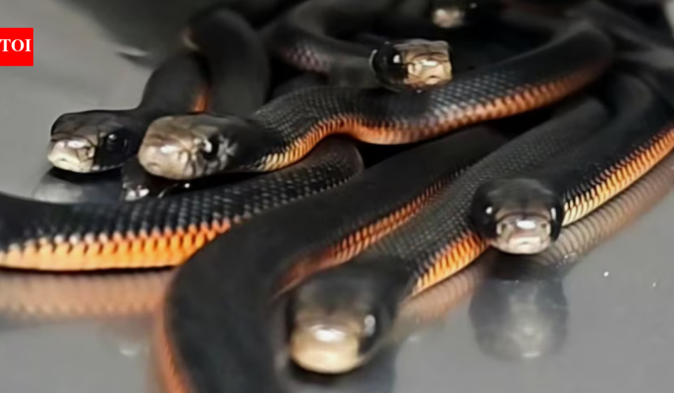 An Australian family noticed snakes disappearing into a backyard mulch pile; snake catchers found 102 venomous snakes underneath