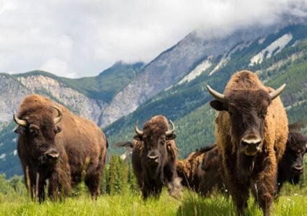 American bison had been hunted to extinction in Mexico; 160 years later the country introduced 47 bison in 2025 and the ecosystem is slowly restoring itself