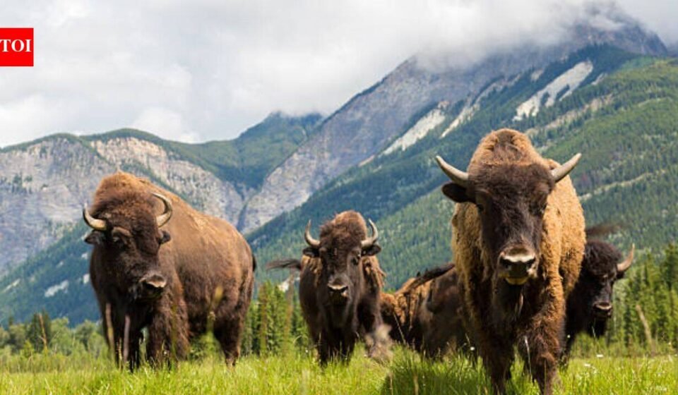American bison had been hunted to extinction in Mexico; 160 years later the country introduced 47 bison in 2025 and the ecosystem is slowly restoring itself