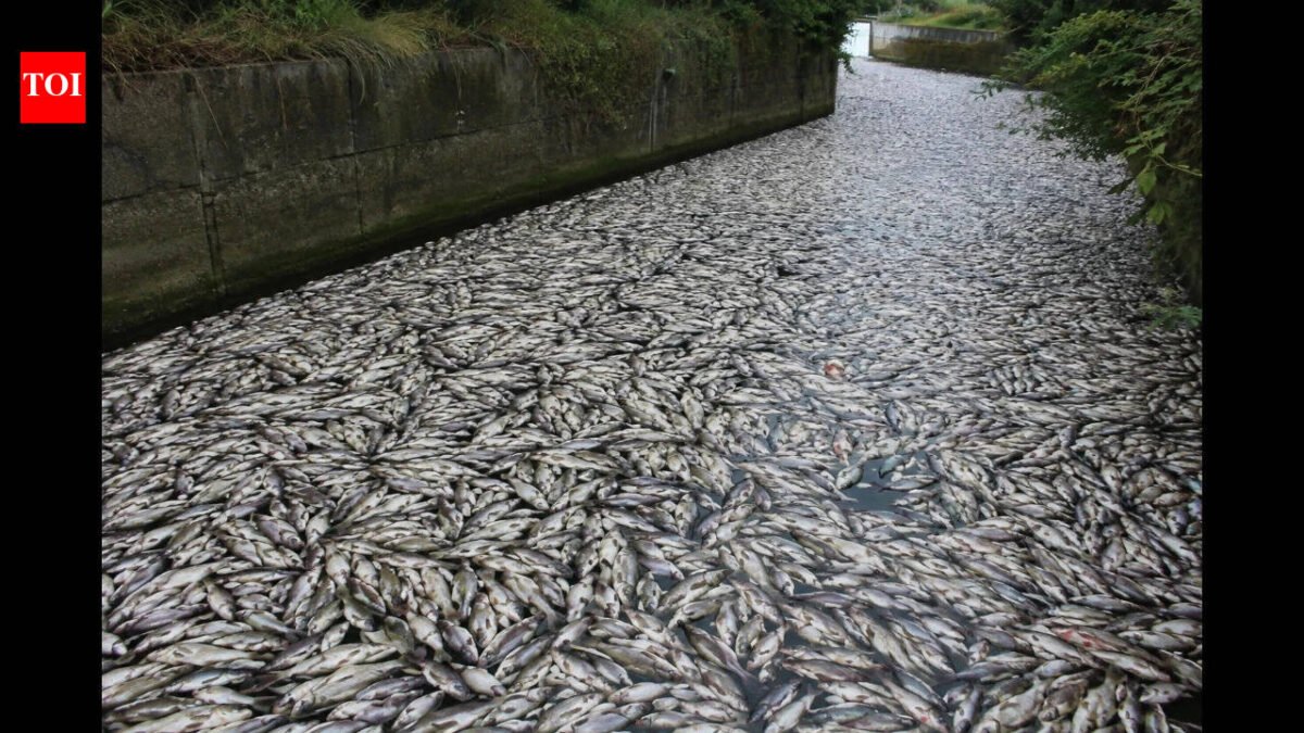 Tons of fish die in Polish canal as toxic golden algae bloom sparks fears of another major ecological disaster