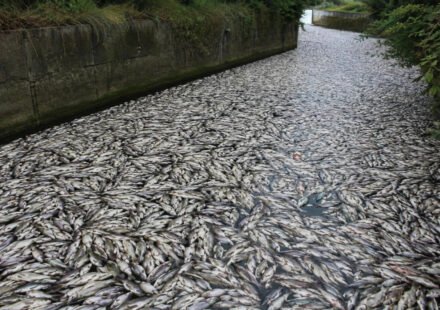 Tons of fish die in Polish canal as toxic golden algae bloom sparks fears of another major ecological disaster