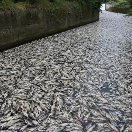 Tons of fish die in Polish canal as toxic golden algae bloom sparks fears of another major ecological disaster