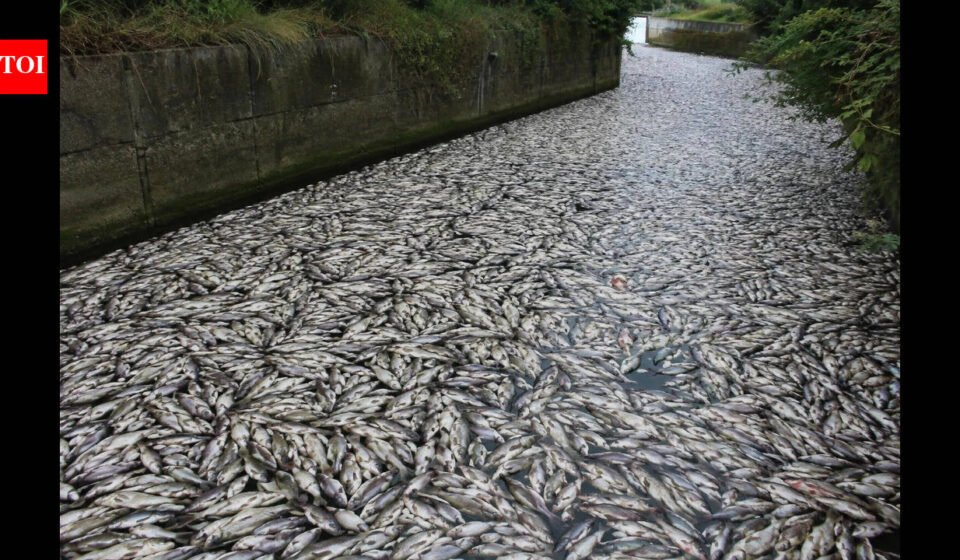 Tons of fish die in Polish canal as toxic golden algae bloom sparks fears of another major ecological disaster